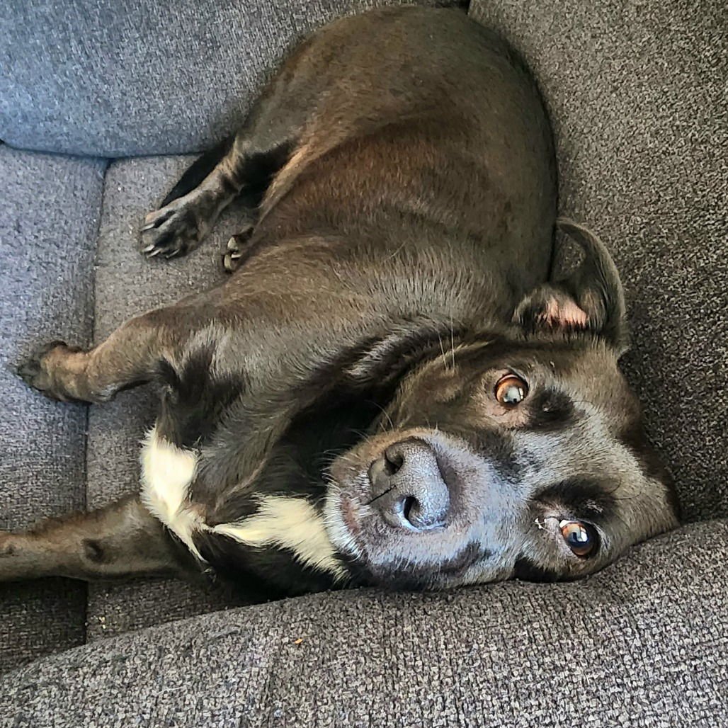 LUKE (NEW DIGS) - Unknown available for adoption