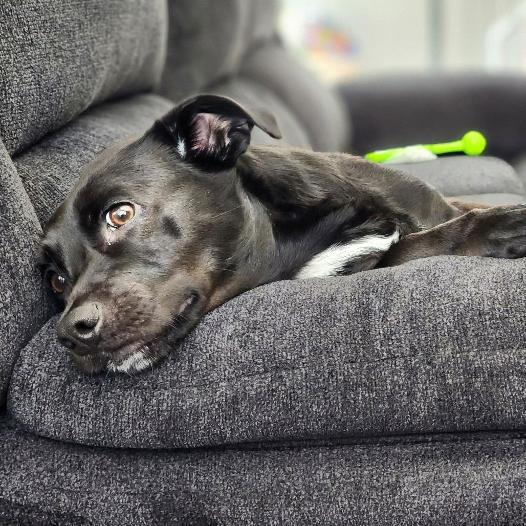 LUKE (NEW DIGS) - Unknown available for adoption