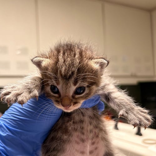 TURTLE - Domestic Short Hair available for adoption