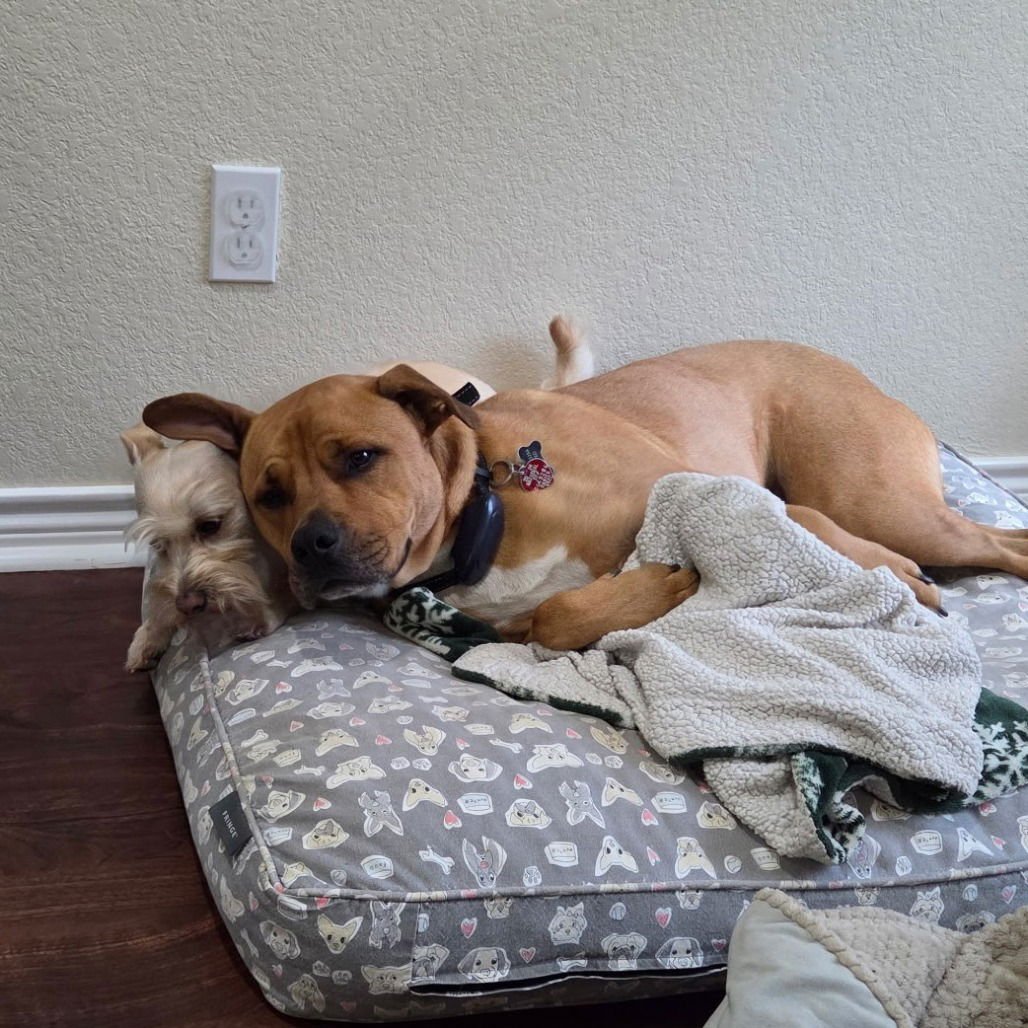 MARKUS AURELIUS (NEW DIGS) - Pit Bull Terrier available for adoption