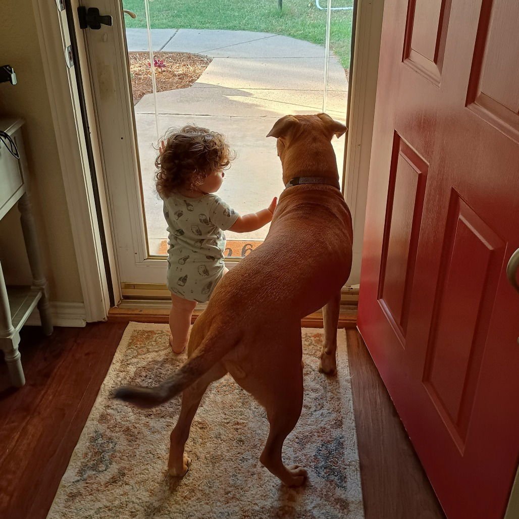 MARKUS AURELIUS (NEW DIGS) - Pit Bull Terrier available for adoption