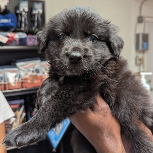 WILLY - Shepherd available for adoption