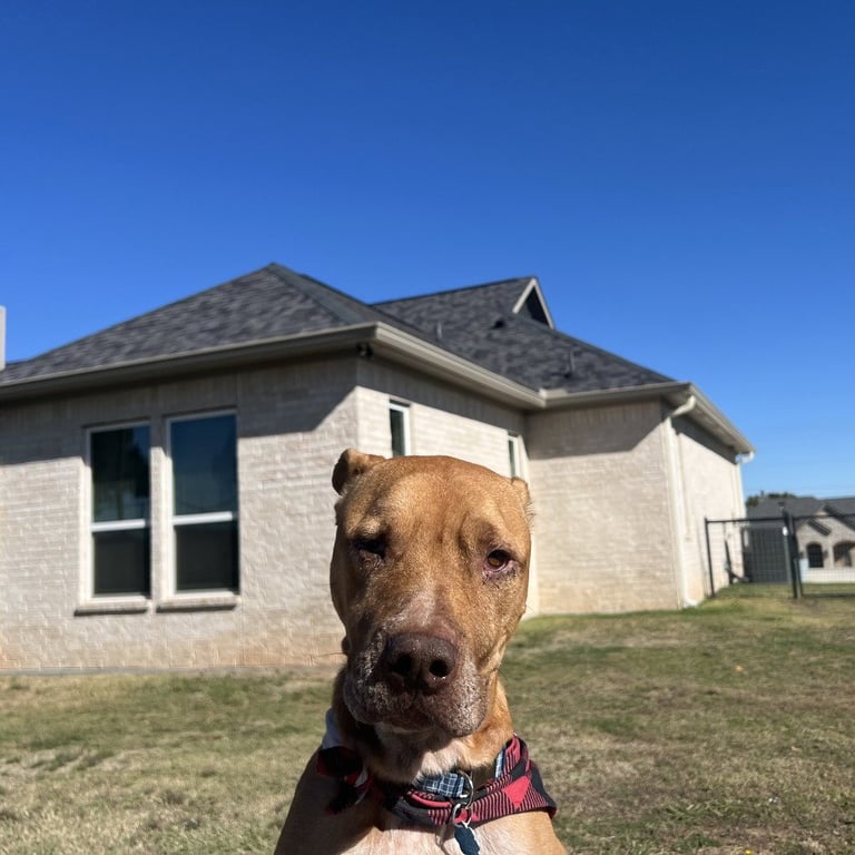 Rocco Image