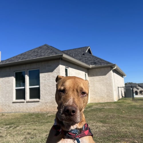 ROCCO - Pit Bull Terrier for adoption in Richardson