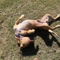 Rocco - Photo 4
