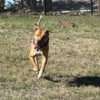 Rocco - Photo 2