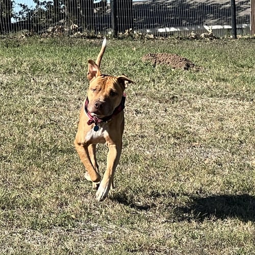 ROCCO - Pit Bull Terrier available for adoption