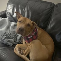 Rocco - Photo 3