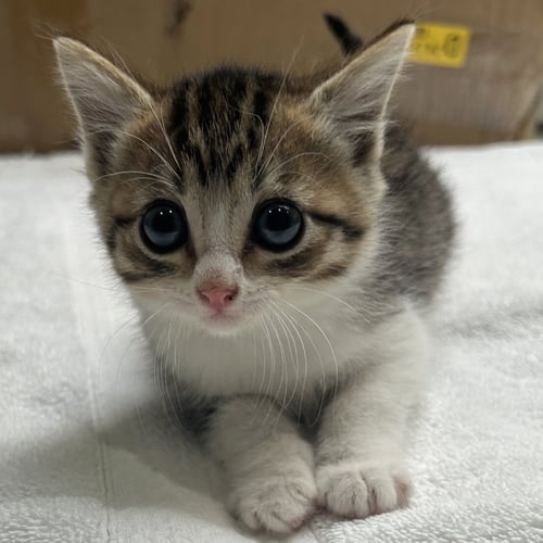 JON SNOW - Domestic Short Hair available for adoption