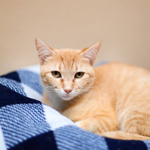 ATTA - Domestic Short Hair for adoption in Carrollton