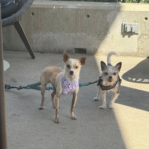 EVA A1296861 - Chihuahua available for adoption
