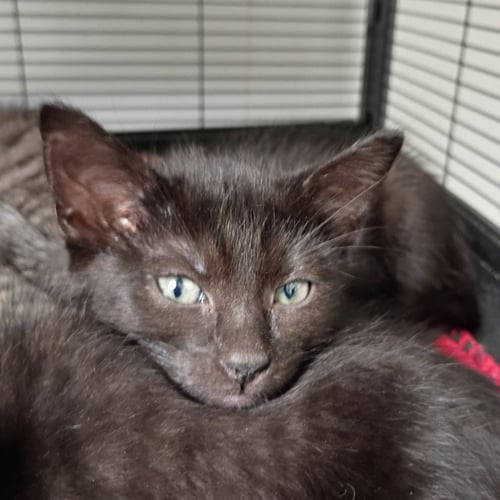 TIA - Domestic Short Hair available for adoption