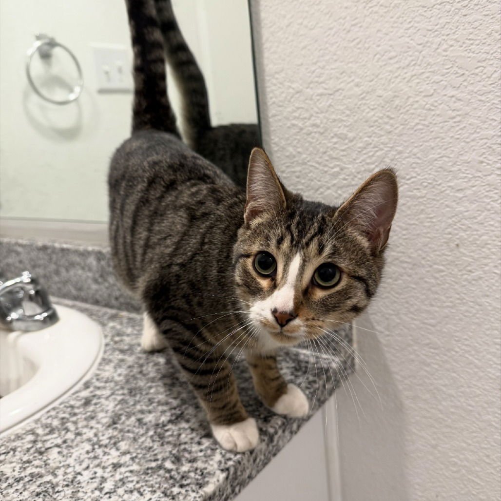 MARSHALL (NEW DIGS) - Domestic Short Hair available for adoption