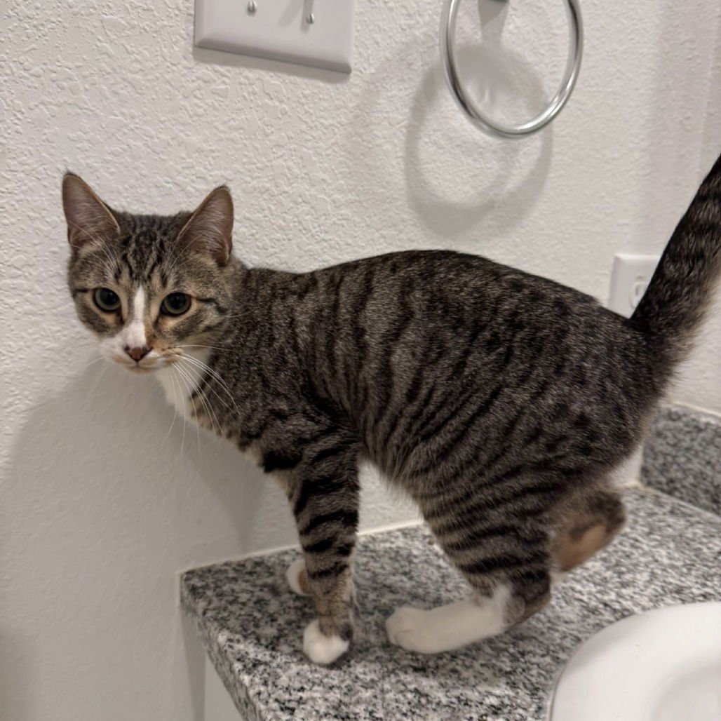 MARSHALL (NEW DIGS) - Domestic Short Hair available for adoption