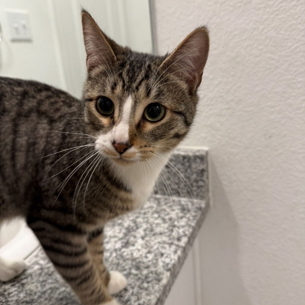 Marshall (New Digs) - Photo 3