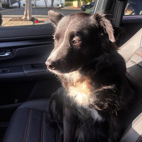 MAGGIE MOO - Border Collie available for adoption