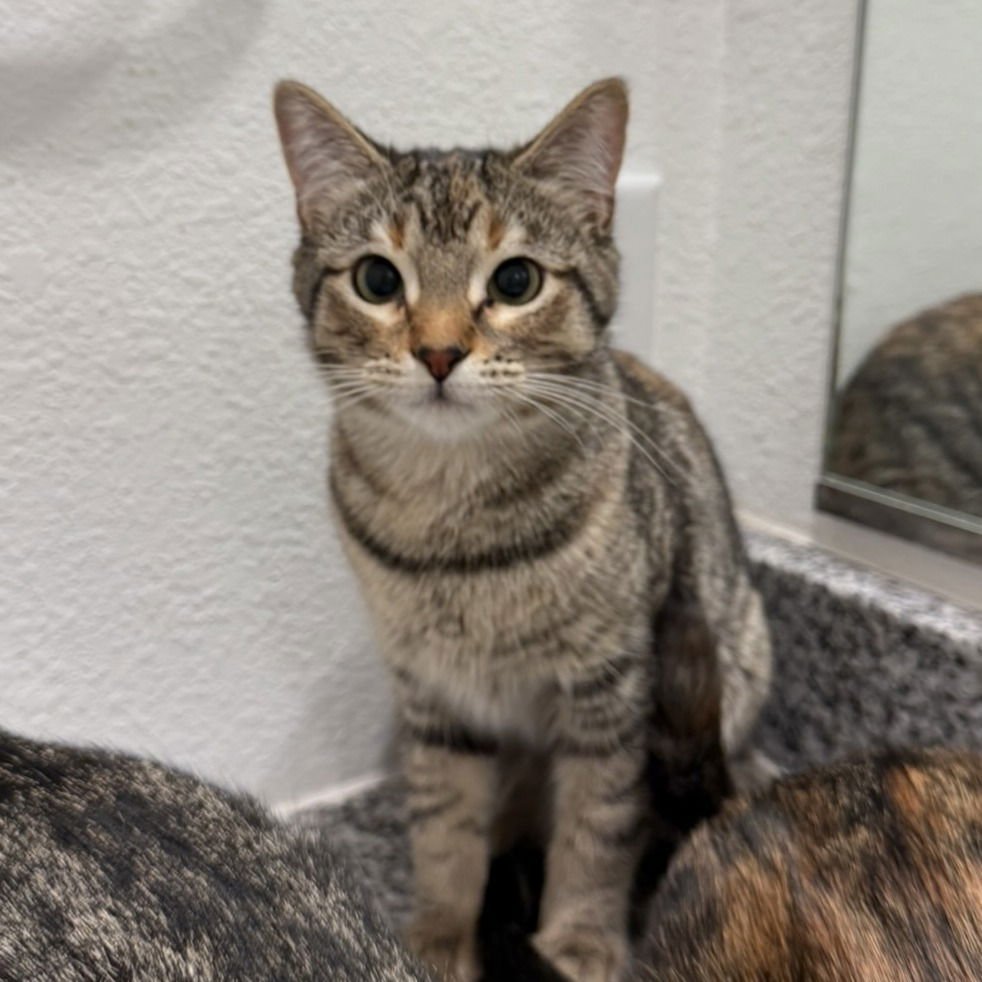 SKY V (NEW DIGS) - Domestic Short Hair available for adoption