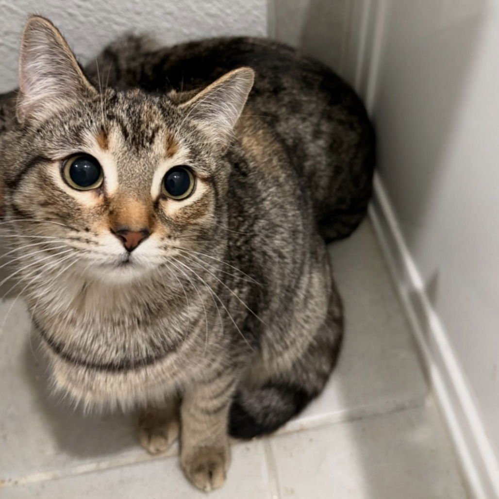 SKY V (NEW DIGS) - Domestic Short Hair available for adoption