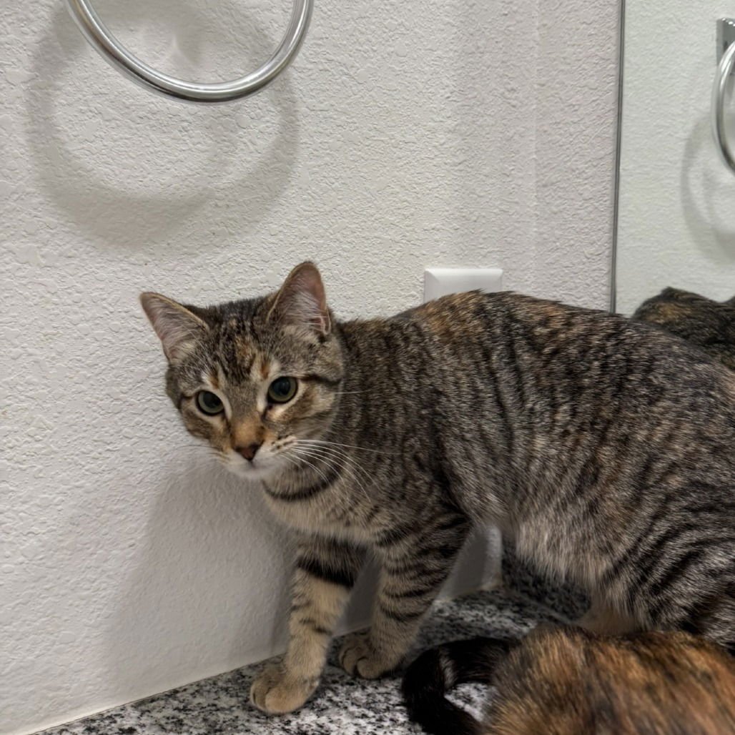 Sky V (New Digs) - Photo 3