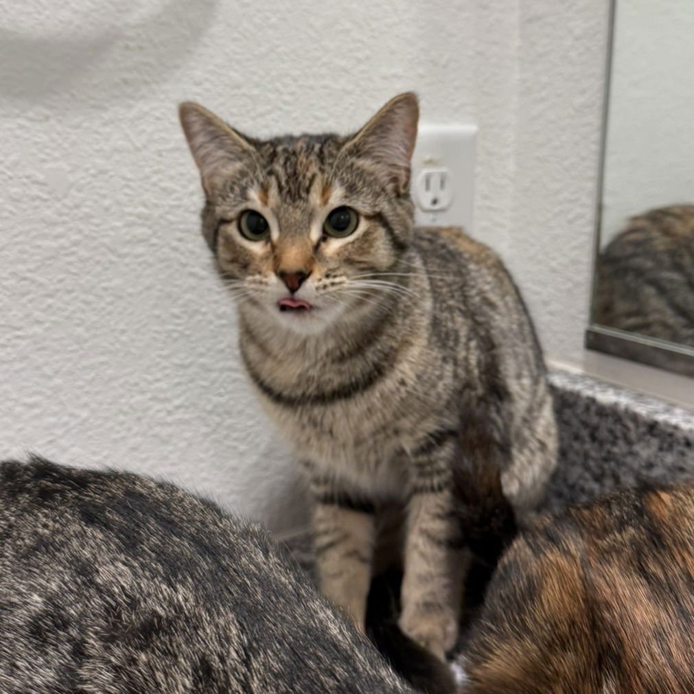 Sky V (New Digs) - Photo 4