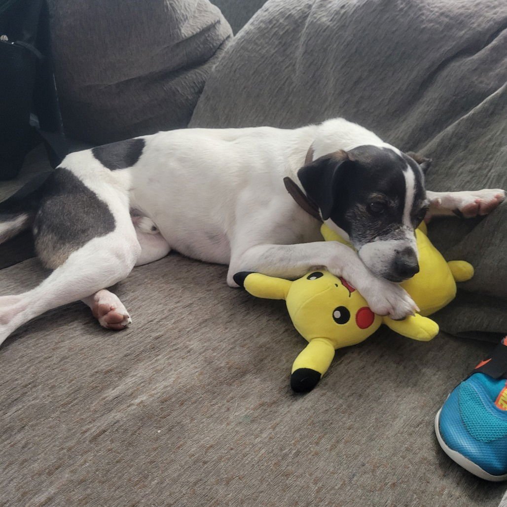 CIABATTA (NEW DIGS) - Jack Russell Terrier available for adoption