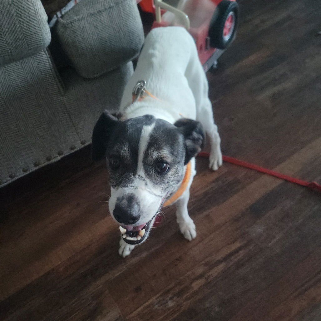 CIABATTA (NEW DIGS) - Jack Russell Terrier available for adoption