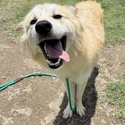 WHISTLE - Great Pyrenees available for adoption