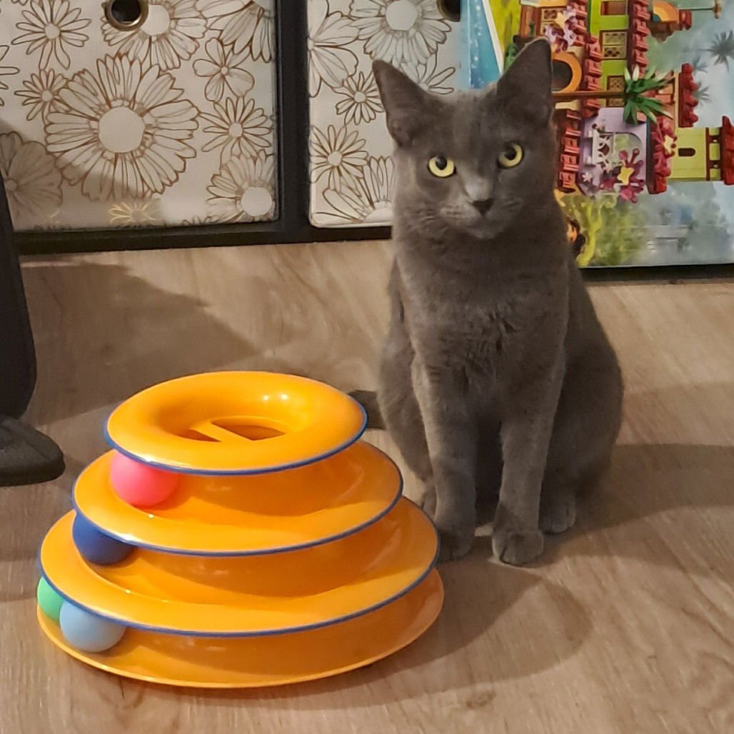 CANDY APPLE (NEW DIGS) - Domestic Short Hair available for adoption