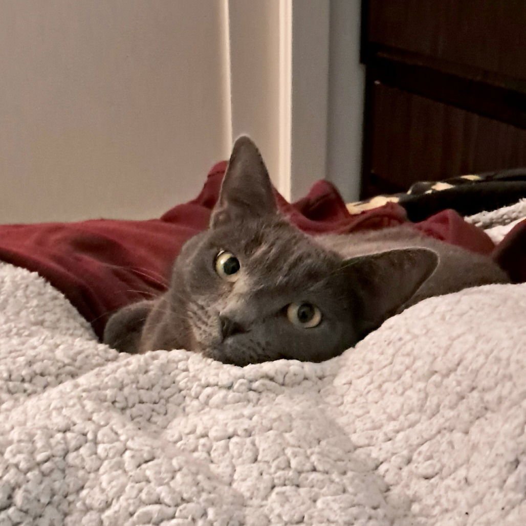 CANDY APPLE (NEW DIGS) - Domestic Short Hair available for adoption