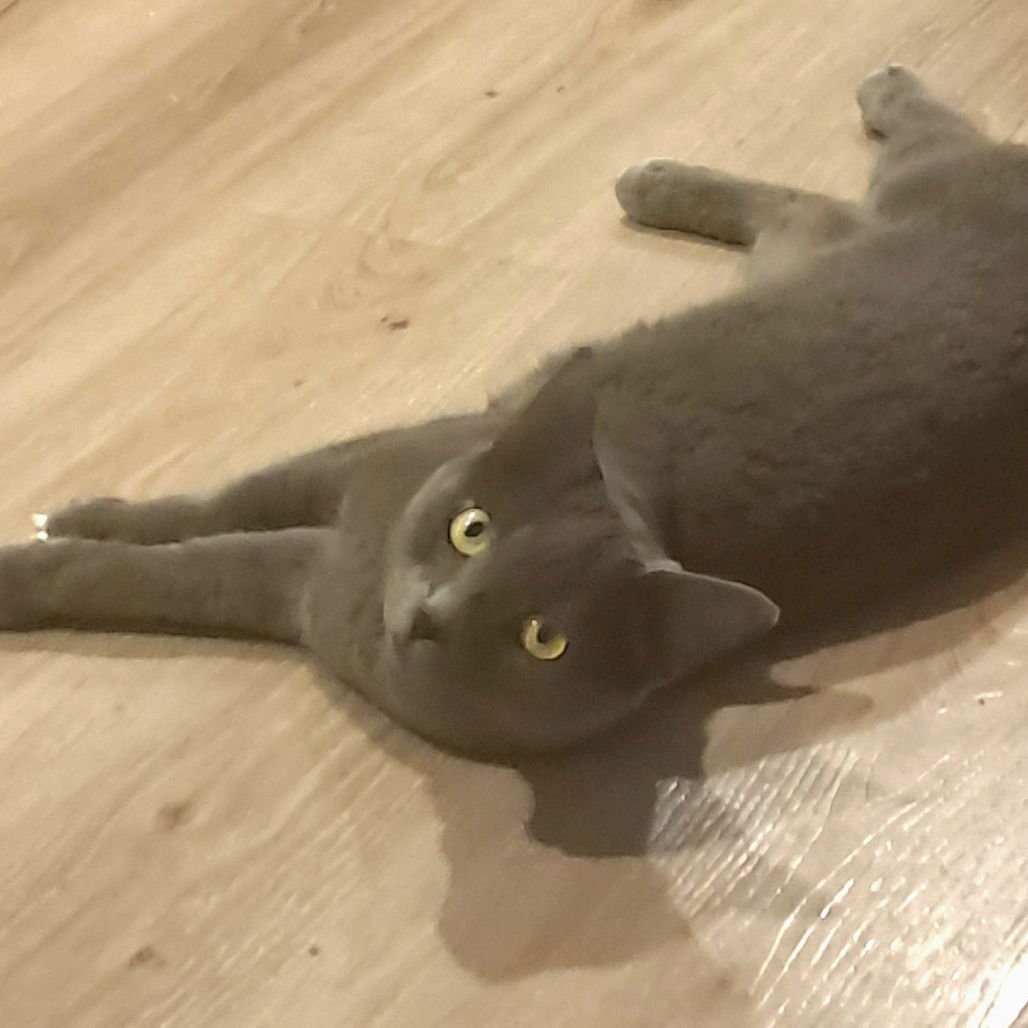 Candy Apple (New Digs) - Photo 3