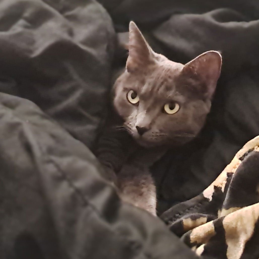 Candy Apple (New Digs) - Photo 4