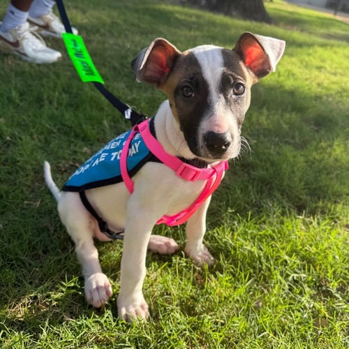 APHRODITE - Terrier available for adoption