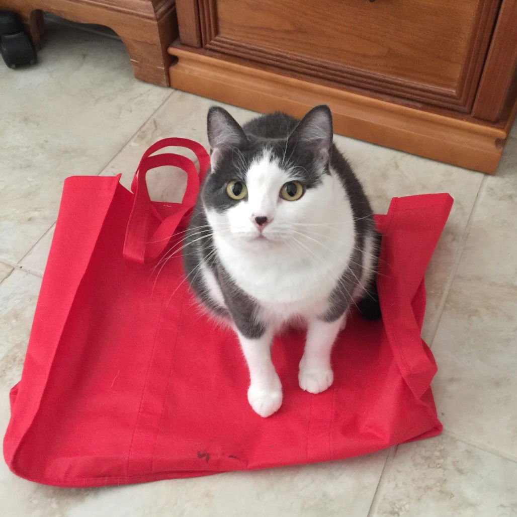 SUSIE II (NEW DIGS) - Domestic Short Hair available for adoption