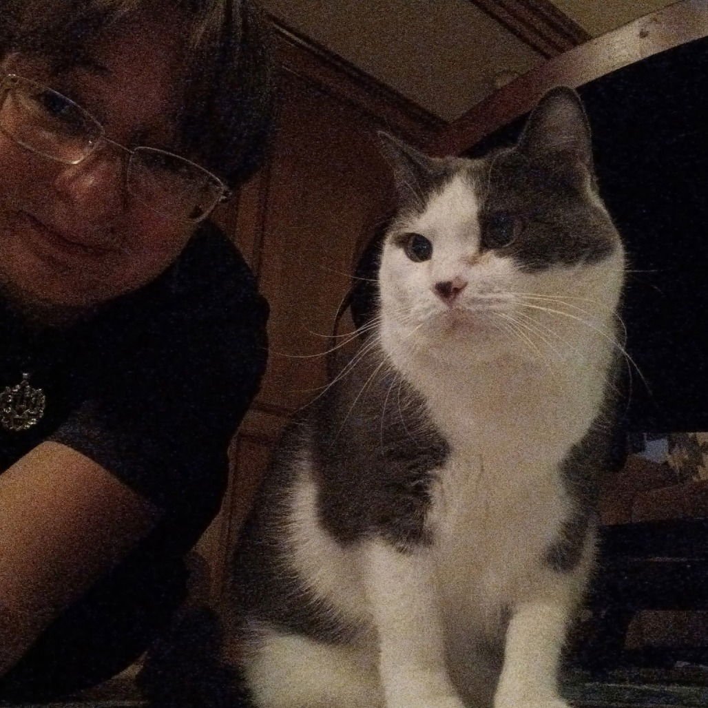 SUSIE II (NEW DIGS) - Domestic Short Hair available for adoption