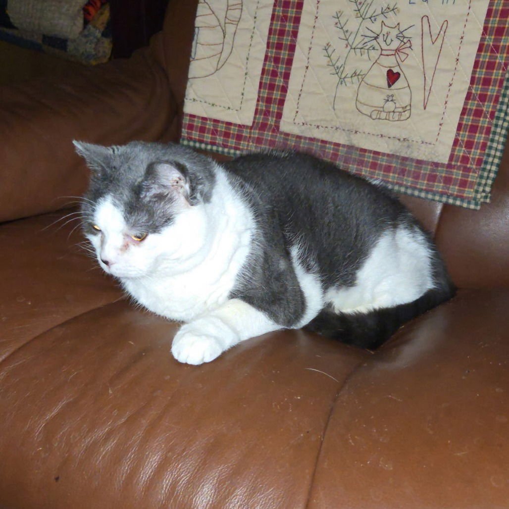 Susie II (New Digs) - Photo 3