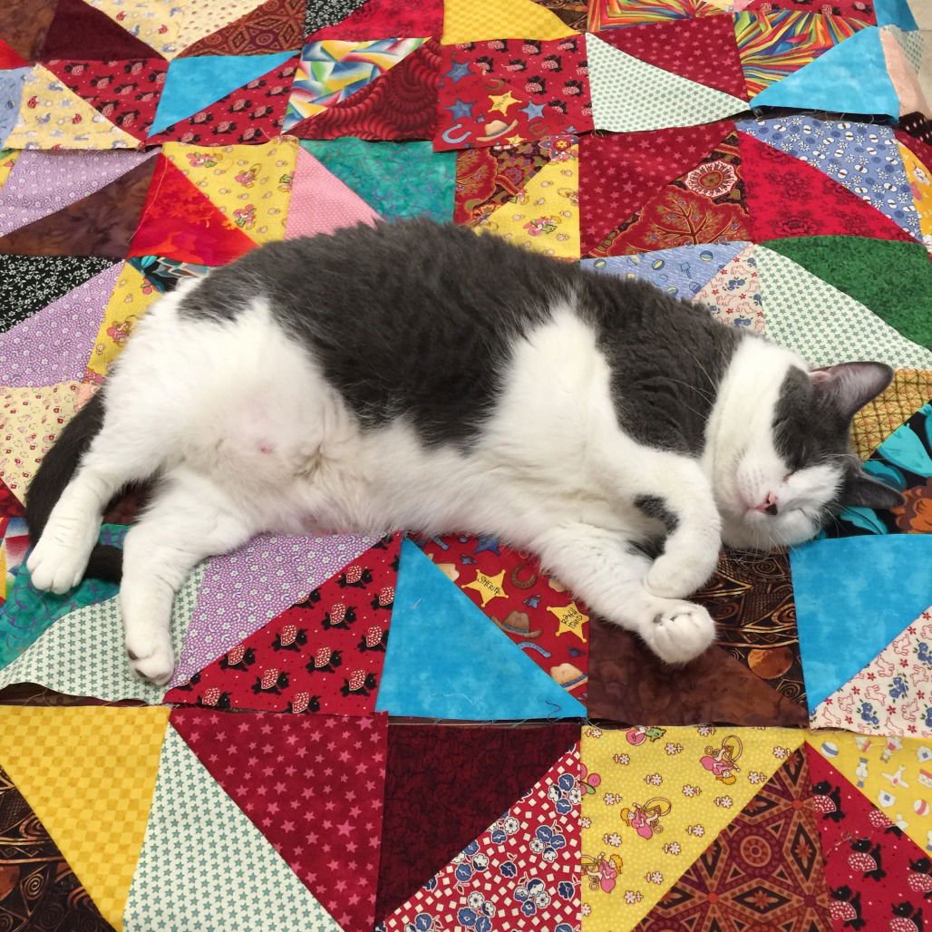 Susie II (New Digs) - Photo 4