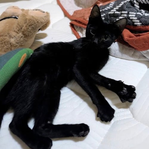 ANDIE - Domestic Short Hair available for adoption