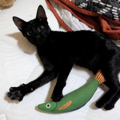 ANDIE - Domestic Short Hair available for adoption