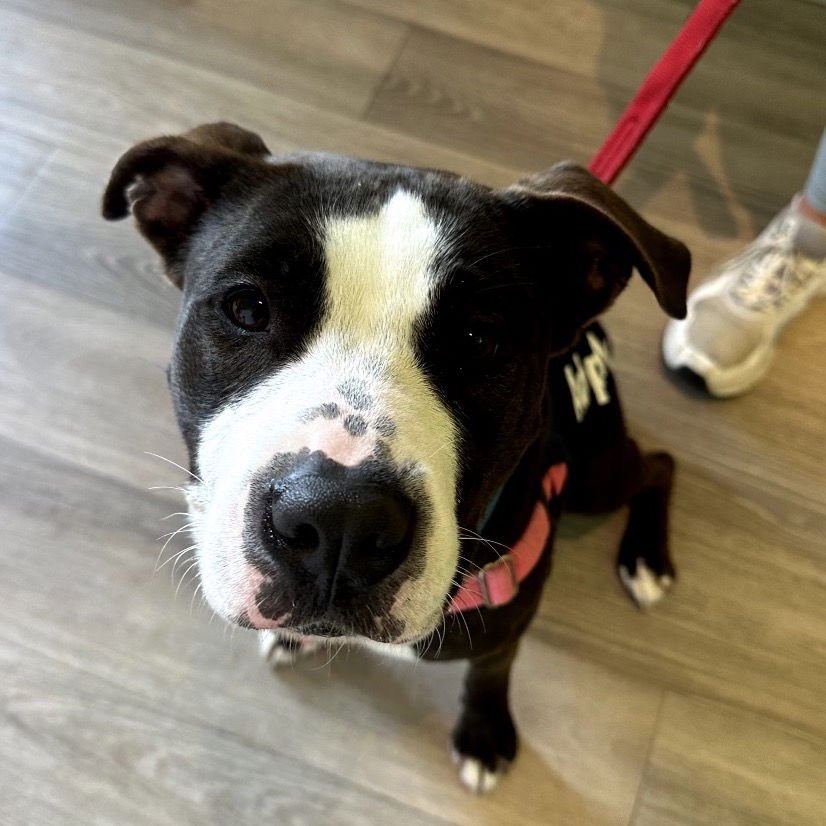 TINKERBELL - Pit Bull Terrier available for adoption