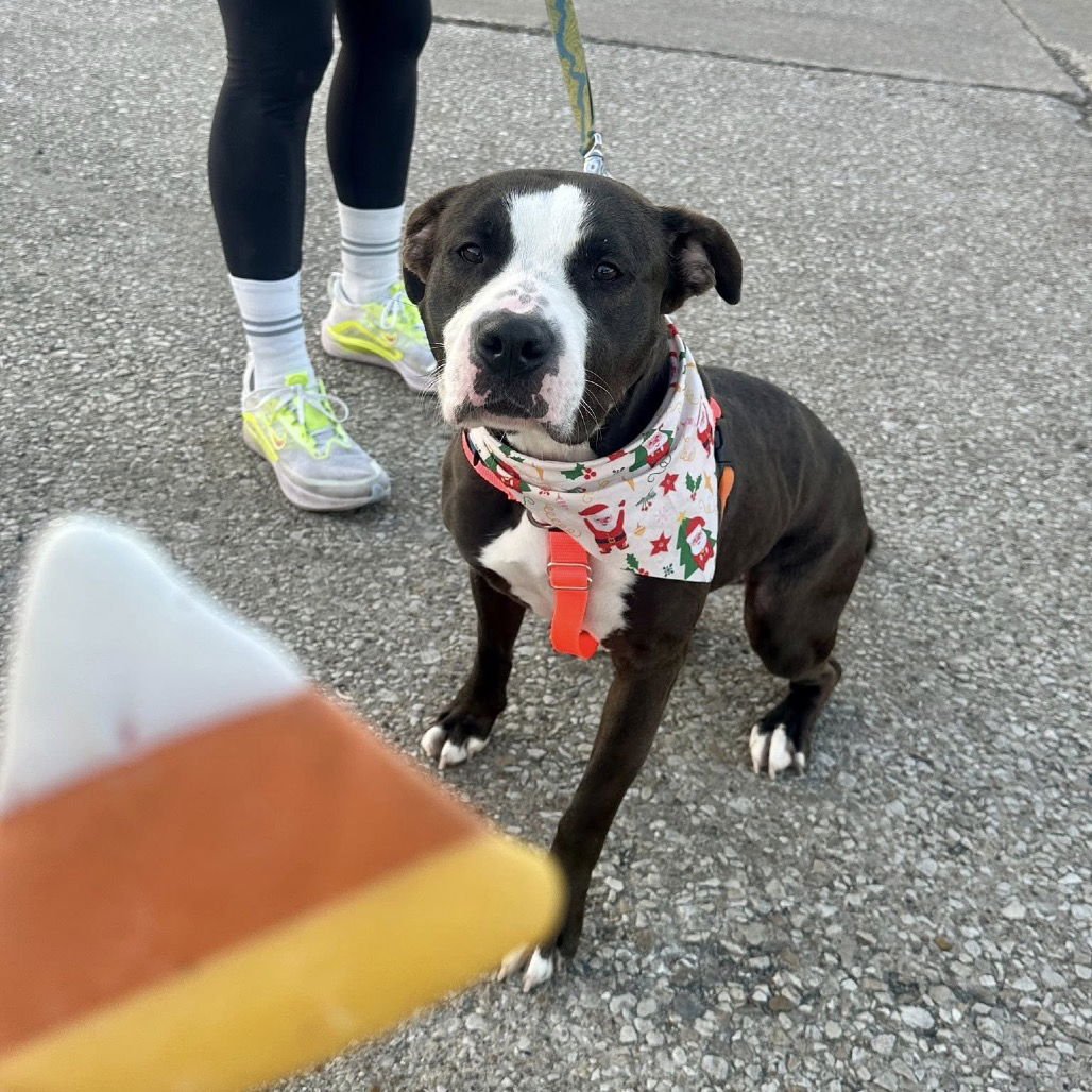 TINKERBELL - Pit Bull Terrier available for adoption