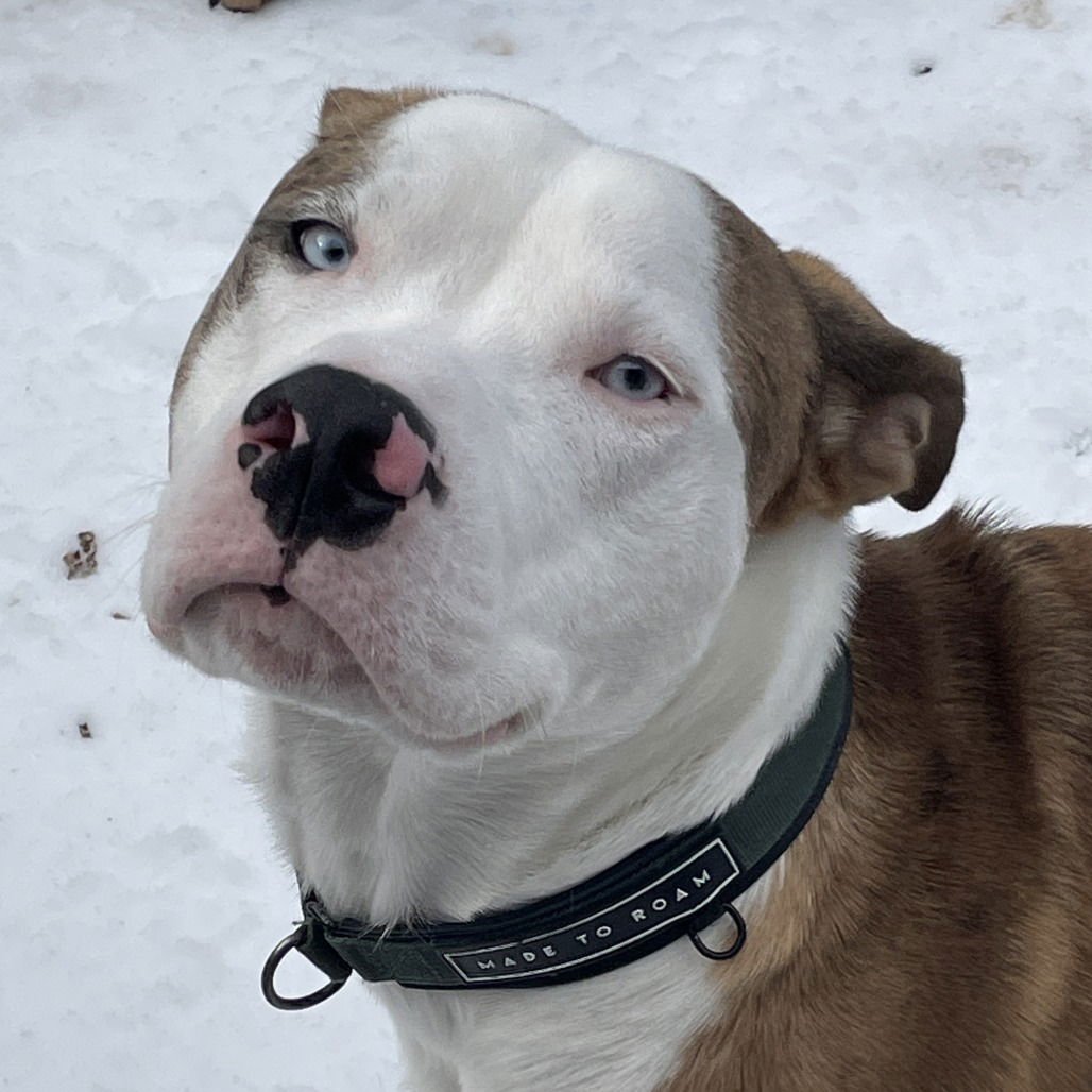 BRADY (NEW DIGS) - Pit Bull Terrier available for adoption