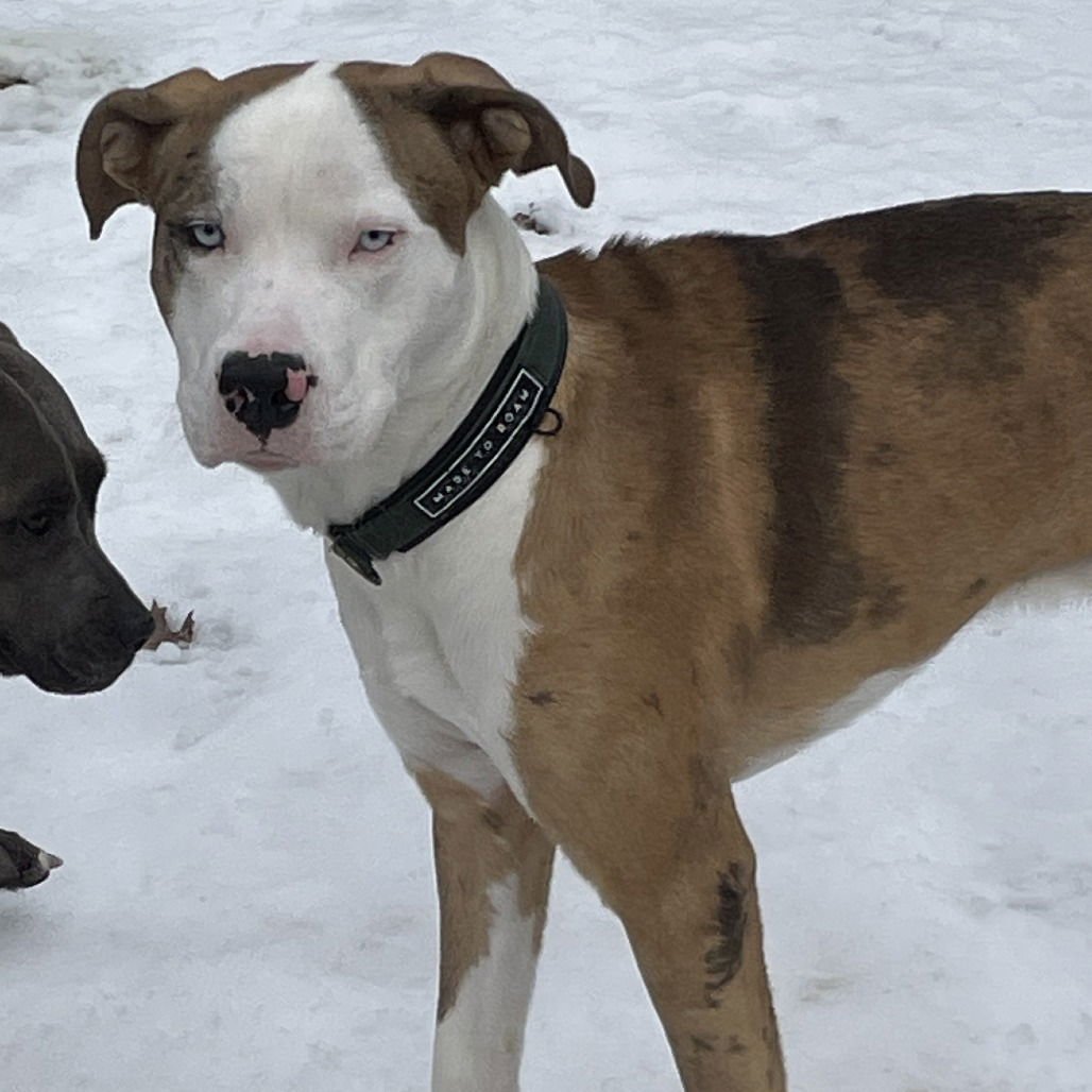 BRADY (NEW DIGS) - Pit Bull Terrier available for adoption