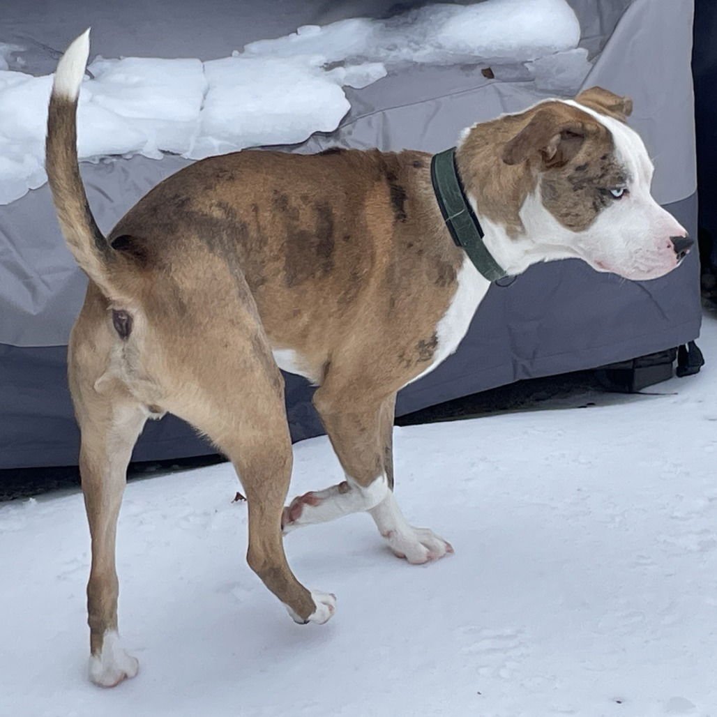 Brady (New Digs) - Photo 3