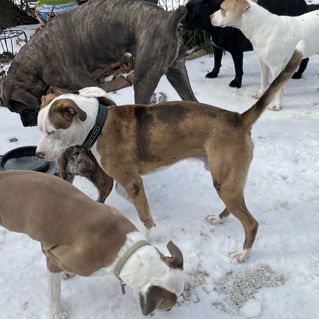 Brady (New Digs) - Photo 4