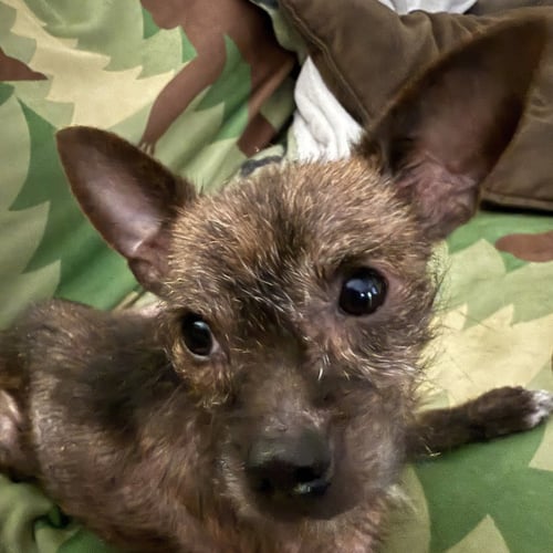 ASTRA - Chihuahua available for adoption