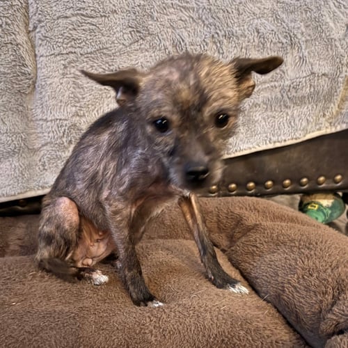 ASTRA - Chihuahua available for adoption