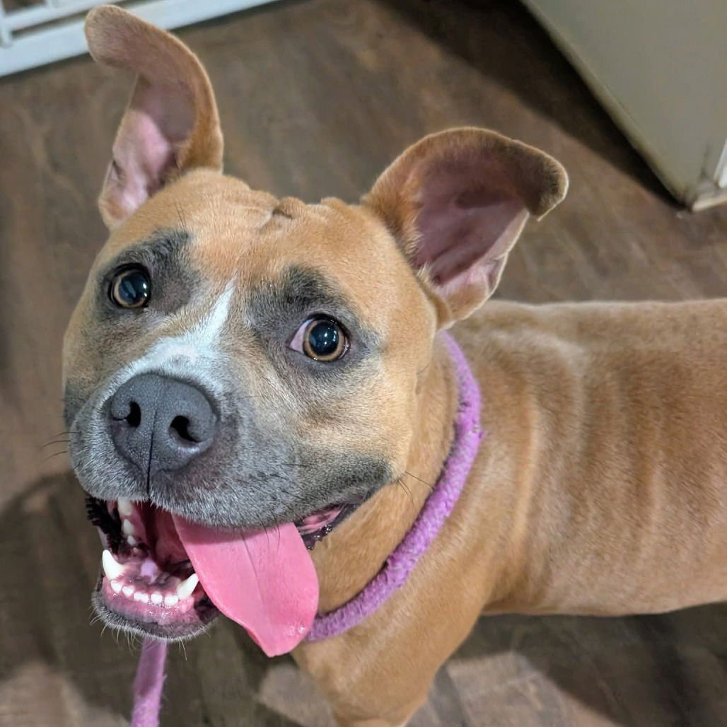 NUTMEG (NEW DIGS) - Pit Bull Terrier available for adoption
