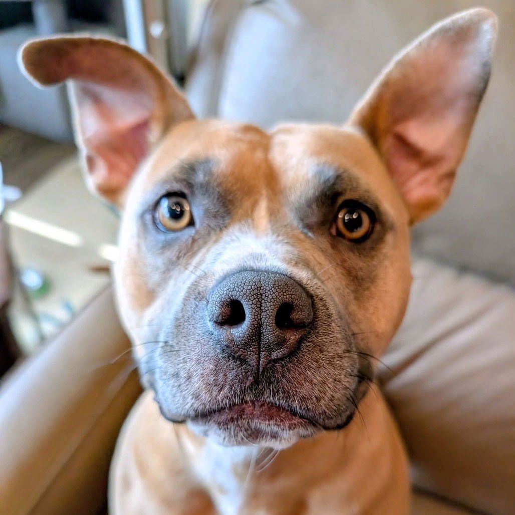 Nutmeg (New Digs) - Photo 3