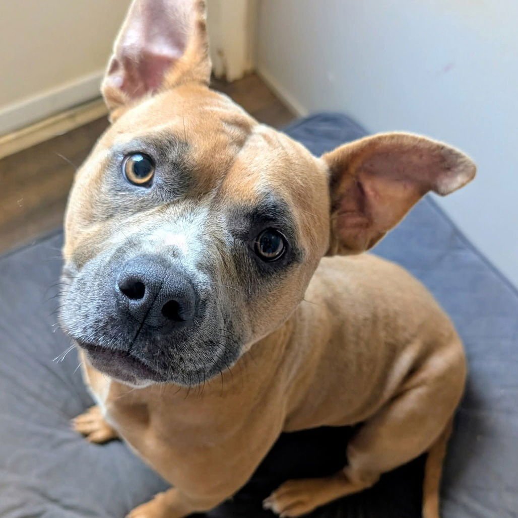 Nutmeg (New Digs) - Photo 4