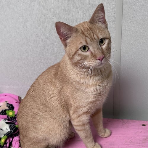 IGOR - Domestic Short Hair available for adoption